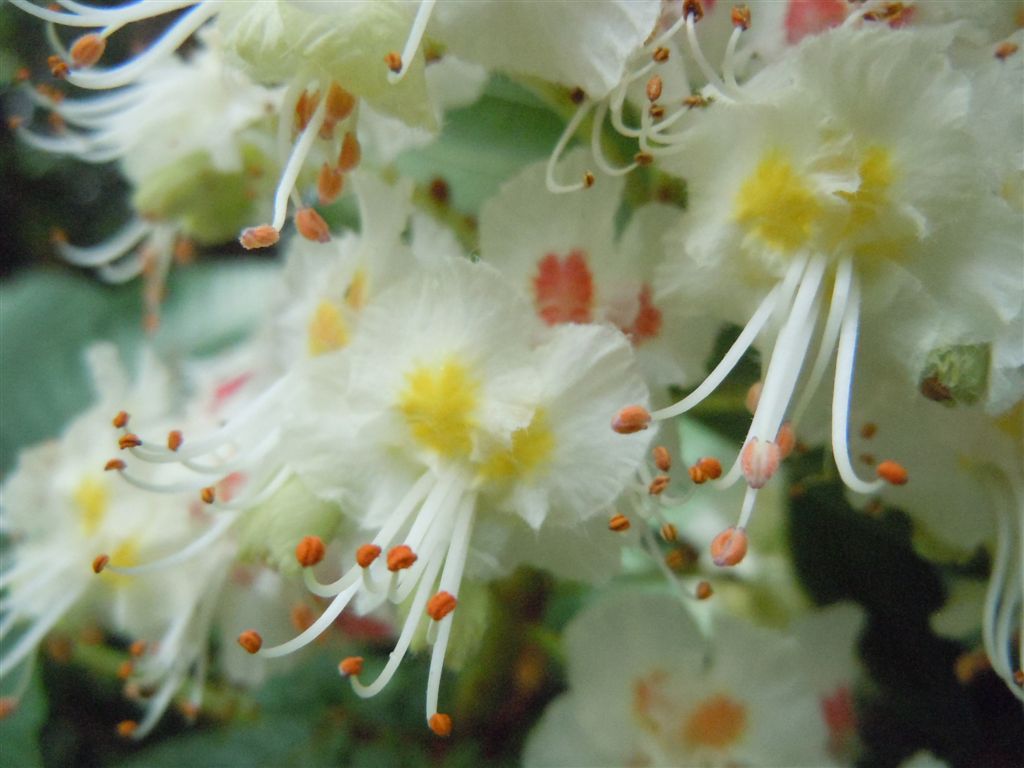 Aesculus hippocastanum / Ippocastano